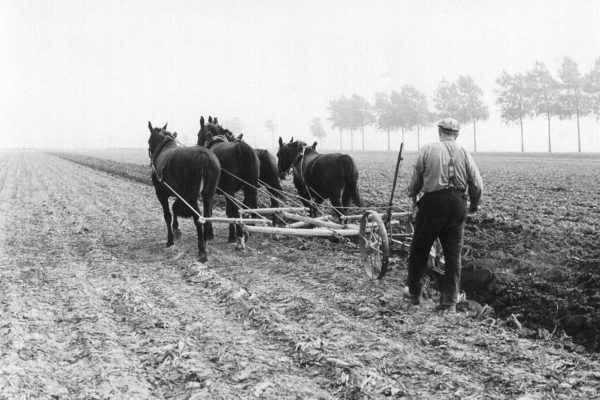 ploegen op de olmenhorst